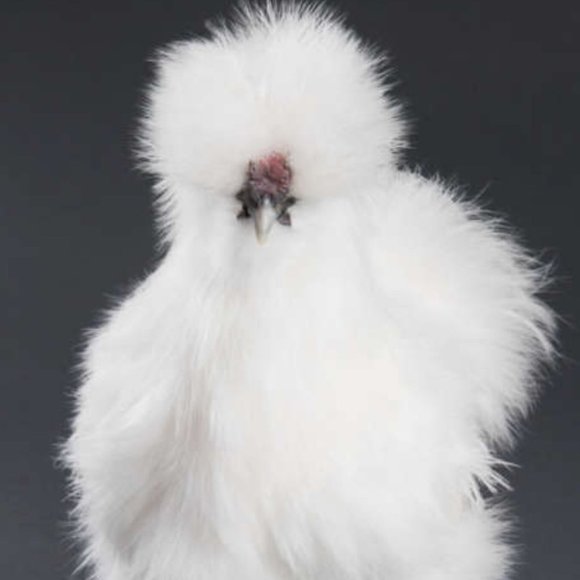 kelleViolet 🌺 Posh Ambassador 🌺 - Picture 4 of 4